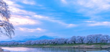 Gün batımı, kiraz çiçekleri içinde Shiroishigawa-tsutsumi Hitome Senbonzakura Funaoka Castle harabe Park, Sendai, Miyagi, Japonya Shiroishi Nehri boyunca arka planda Zao dağ karla kaplı ile.