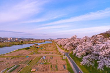 Shiroishigawa-tsutsumi Hitome Senbonzakura güneşli havalarda, kiraz çiçekleri Funaoka Castle harabe Park, Sendai, Miyagi İli, Shiroishi Nehri boyunca Japonya