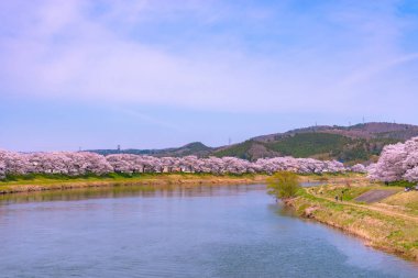 Shiroishigawa-tsutsumi Hitome Senbonzakura güneşli havalarda, kiraz çiçekleri Funaoka Castle harabe Park, Sendai, Miyagi İli, Shiroishi Nehri boyunca Japonya