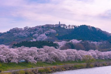 Shiroishigawa-tsutsumi Hitome Senbonzakura güneşli havalarda, kiraz çiçekleri Funaoka Castle harabe Park, Sendai, Miyagi İli, Shiroishi Nehri boyunca Japonya