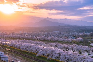 Gün batımı, kiraz çiçekleri içinde Shiroishigawa-tsutsumi Hitome Senbonzakura Funaoka Castle harabe Park, Sendai, Miyagi, Japonya Shiroishi Nehri boyunca arka planda Zao dağ karla kaplı ile.
