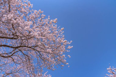 Güzel kiraz çiçeği sakura mavi gökyüzü arka plan bahar zaman üzerinde tam Bloom.