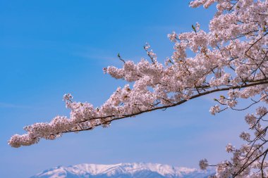 Güzel kiraz çiçeği sakura mavi gökyüzü arka plan bahar zaman üzerinde tam Bloom.