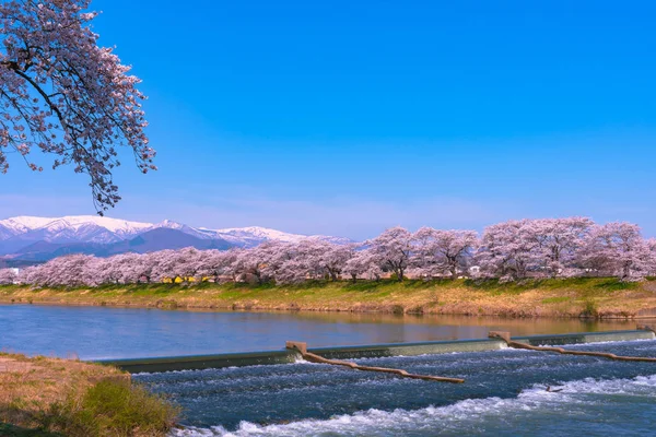 Shiroishigawa-tsutsumi Hitome Senbonzakura görüntüleme, Niragamizeki Weir noktalar. İrtifa Mt.Zao Funaoka Castle Park, Miyagi, Japonya Shiroishi Nehri boyunca arka planda ile kiraz çiçeği