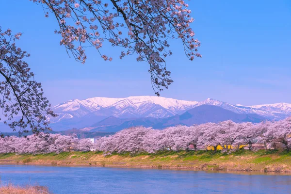 Shiroishigawa-tsutsumi Hitome Senbonzakura, Funaoka Kalesi harabe Park, Sendai, Miyagi İli, Shiroishi Nehri boyunca arka planda Zao dağ karla kaplı kiraz çiçekleri Japonya