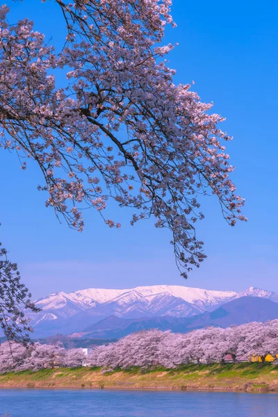Shiroishigawa-tsutsumi Hitome Senbonzakura, Funaoka Kalesi harabe Park, Sendai, Miyagi İli, Shiroishi Nehri boyunca arka planda Zao dağ karla kaplı kiraz çiçekleri Japonya