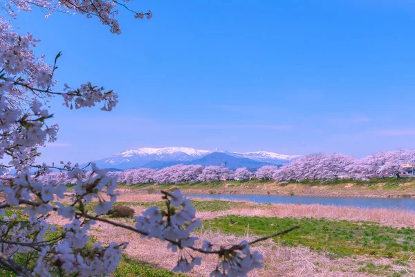 Shiroishigawa-tsutsumi Hitome Senbonzakura, Funaoka Kalesi harabe Park, Sendai, Miyagi İli, Shiroishi Nehri boyunca arka planda Zao dağ karla kaplı kiraz çiçekleri Japonya
