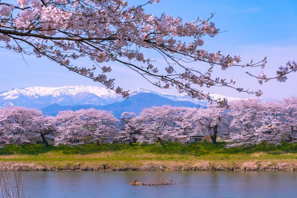 Shiroishigawa Tsutsumi Hitome Senbonzakura Cherry Blossoms Med Snötäckta Zao Berg — Stockfoto