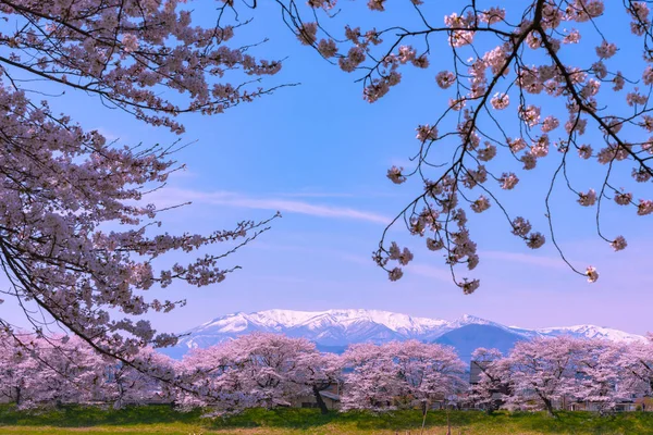 Shiroishigawa-tsutsumi Hitome Senbonzakura, Funaoka Kalesi harabe Park, Sendai, Miyagi İli, Shiroishi Nehri boyunca arka planda Zao dağ karla kaplı kiraz çiçekleri Japonya