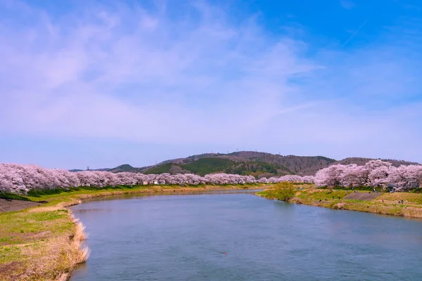 Shiroishigawa-tsutsumi Hitome Senbonzakura güneşli havalarda, kiraz çiçekleri Funaoka Castle harabe Park, Sendai, Miyagi İli, Shiroishi Nehri boyunca Japonya