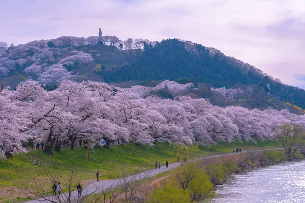 Shiroishigawa-tsutsumi Hitome Senbonzakura güneşli havalarda, kiraz çiçekleri Funaoka Castle harabe Park, Sendai, Miyagi İli, Shiroishi Nehri boyunca Japonya