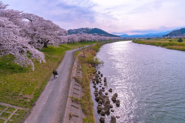 Gün batımı, kiraz çiçekleri içinde Shiroishigawa-tsutsumi Hitome Senbonzakura Funaoka Castle harabe Park, Sendai, Miyagi, Japonya Shiroishi Nehri boyunca arka planda Zao dağ karla kaplı ile.