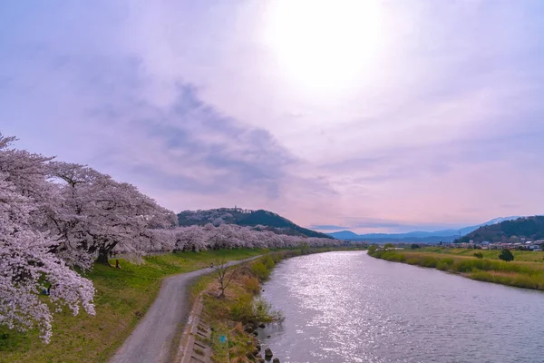 Gün batımı, kiraz çiçekleri içinde Shiroishigawa-tsutsumi Hitome Senbonzakura Funaoka Castle harabe Park, Sendai, Miyagi, Japonya Shiroishi Nehri boyunca arka planda Zao dağ karla kaplı ile.