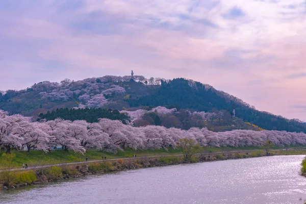 Gün batımı, kiraz çiçekleri içinde Shiroishigawa-tsutsumi Hitome Senbonzakura Funaoka Castle harabe Park, Sendai, Miyagi, Japonya Shiroishi Nehri boyunca arka planda Zao dağ karla kaplı ile.