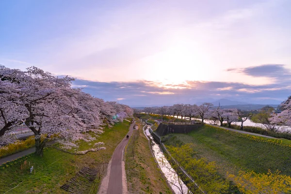 Gün batımı, kiraz çiçekleri içinde Shiroishigawa-tsutsumi Hitome Senbonzakura Funaoka Castle harabe Park, Sendai, Miyagi, Japonya Shiroishi Nehri boyunca arka planda Zao dağ karla kaplı ile.