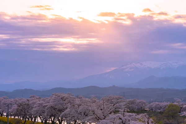 Shiroishigawa Tsutsumi Hitome Senbonzakura Zachód Słońca Wiśniowe Kwiaty Pokryte Śniegiem — Zdjęcie stockowe