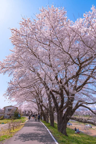 Narcissus field pathway with the Cherry Blossom tree background along Shiroishi river banks in Funaoka Castle Ruin Park, Sendai, Miyagi prefecture, Japan ( Shiroishigawa tsutsumi Hitome Senbonzakura )