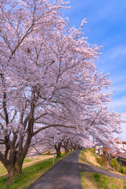 Funaoka Castle Ruin Park Shiroishi nehir kıyıları boyunca Kiraz Çiçeği ağaç arka plan ile Narcissus alan yolu, Sendai, Miyagi prefecture, Japonya (Shiroishigawa tsutsumi Hitome Senbonzakura )