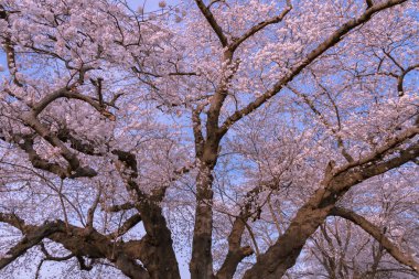 Shiroishi Nehri bankalar Funaoka Castle Park, Miyagi, Japonya, Japonya'nın en büyük yoshino kiraz ağacı. 