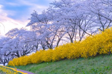 Funaoka Castle Ruin Park Shiroishi nehir kıyıları boyunca Kiraz Çiçeği ağaç arka plan ile Narcissus alan yolu, Sendai, Miyagi prefecture, Japonya (Shiroishigawa tsutsumi Hitome Senbonzakura )