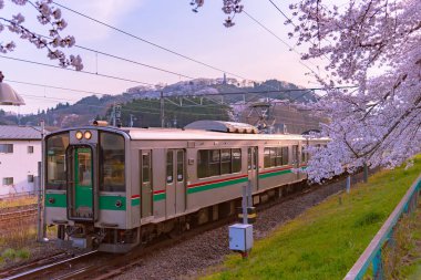 Jr Tohoku tren rayların tam bloom kiraz ağacı dağ arka planda Funaoka Castle Park, Miyagi, Japonya ile Shiroishi Nehri (Shiroishigawa tsutsumi Hitome Senbonzakura) boyunca sıra ile