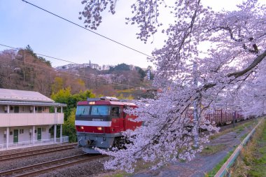 Jr Tohoku tren rayların tam bloom kiraz ağacı dağ arka planda Funaoka Castle Park, Miyagi, Japonya ile Shiroishi Nehri (Shiroishigawa tsutsumi Hitome Senbonzakura) boyunca sıra ile