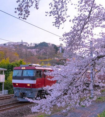 Jr Tohoku tren rayların tam bloom kiraz ağacı Shiroishi Nehri Dağ arka planda Funaoka Castle Park, Miyagi, Japonya ile sıra ile
