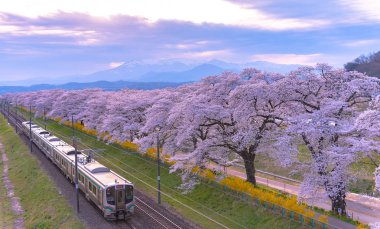 Jr Tohoku tren rayların tam bloom kiraz ağacı Shiroishi Nehri Dağ arka planda Funaoka Castle Park, Miyagi, Japonya ile sıra ile