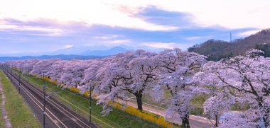 Jr Tohoku tren rayların tam bloom kiraz ağacı dağ arka planda Funaoka Castle Park, Miyagi, Japonya ile Shiroishi Nehri (Shiroishigawa tsutsumi Hitome Senbonzakura) boyunca sıra ile