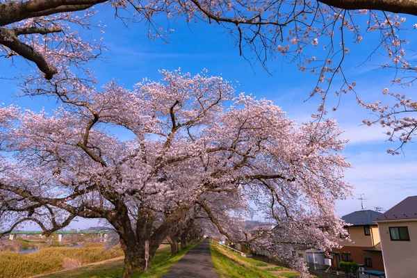 The largest yoshino cherry tree in Japan at Shiroishi river banks in Funaoka Castle Park, Miyagi, Japan. Text on the wooden billboard is \