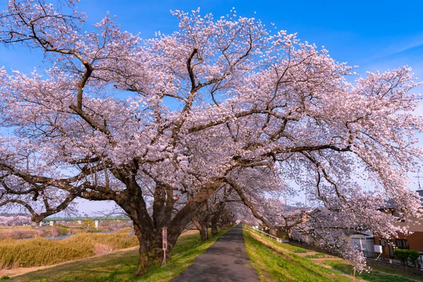 The largest yoshino cherry tree in Japan at Shiroishi river banks in Funaoka Castle Park, Miyagi, Japan. Text on the wooden billboard is 