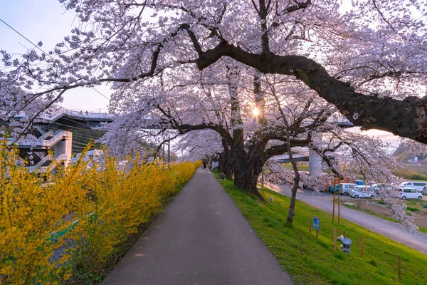 Narcissus field pathway with the Cherry Blossom tree background along Shiroishi river banks in Funaoka Castle Ruin Park, Sendai, Miyagi prefecture, Japan ( Shiroishigawa tsutsumi Hitome Senbonzakura )
