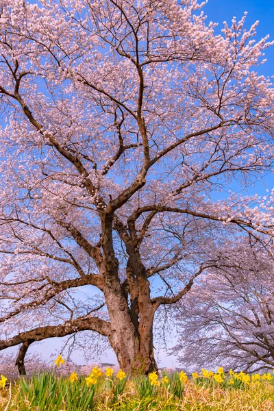 Narziss Feldweg Mit Kirschblütenbaum Hintergrund Entlang Der Ufer Des Shiroishi — Stockfoto