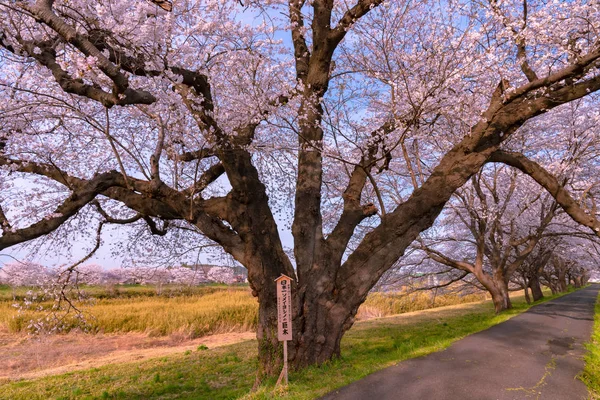 The largest yoshino cherry tree in Japan at Shiroishi river banks in Funaoka Castle Park, Miyagi, Japan. Text on the wooden billboard is \