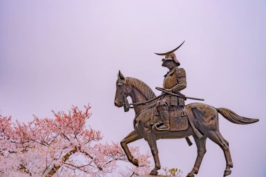 Masamune tarihi bir heykel atlı Sendai şatoya tam bloom kiraz çiçeği, Aobayama Park, Sendai, Miyagi, Japonya