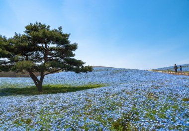 Dağ, ağaç ve Nemophila (mavi gözler çiçek) alan, mavi çiçek halı, Japon doğal cazibe. Hitachi Seaside Park, Ibaraki, Japonya.