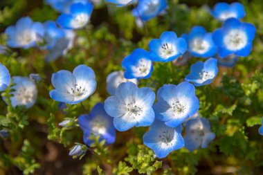 Nemophila, çiçek alan, mavi çiçek halı