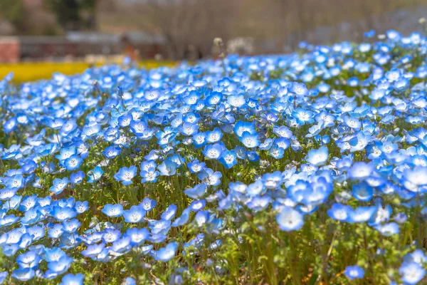 Nemophila Campo Flores Alfombra Flores Azules — Foto de Stock