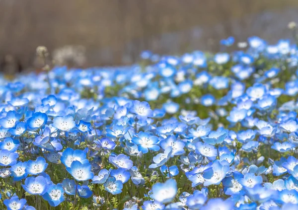 Nemophila Çiçek Alan Mavi Çiçek Halı — Stok fotoğraf