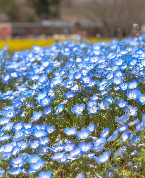 Nemophila Çiçek Alan Mavi Çiçek Halı — Stok fotoğraf