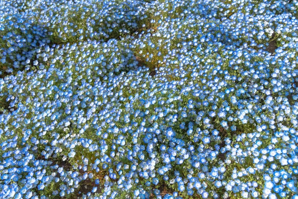 Nemophila Campo Flores Alfombra Flores Azules —  Fotos de Stock