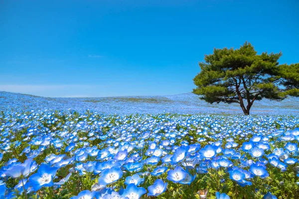Campo Montaña Árbol Nemophila Flores Ojos Azules Bebé Alfombra Flores — Foto de Stock