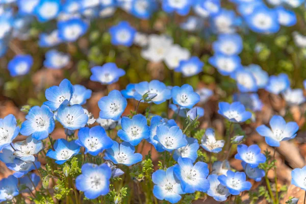 Nemophila Flower Field Blue Flower Carpet — Stock Photo, Image