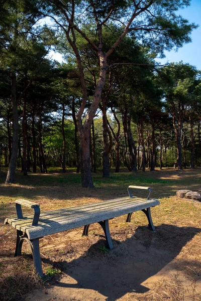 Wooden bench in the nature park, benches with iron forged legs and wooden seats for relaxing, in the background is green grass and tall needle-leaved trees.