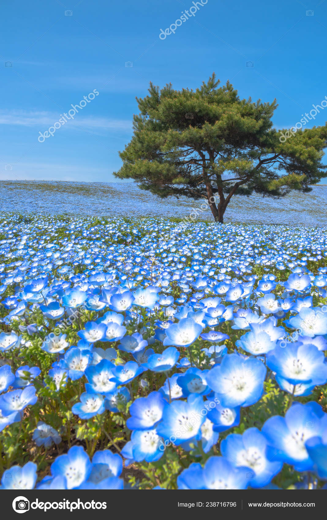 Mountain Tree Nemophila Baby Blue Eyes Flowers Field Blue Flower Stock Photo By C Shawn Ccf