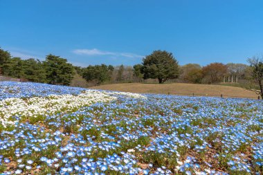 Dağ, ağaç ve Nemophila (mavi gözler çiçek) alan, mavi çiçek halı, Japon doğal cazibe. Hitachi Seaside Park, Ibaraki, Japonya.