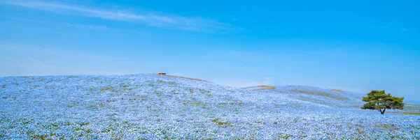 Berg Baum Und Nemophila Baby Blue Eyes Blumen Feld Blauer — Stockfoto