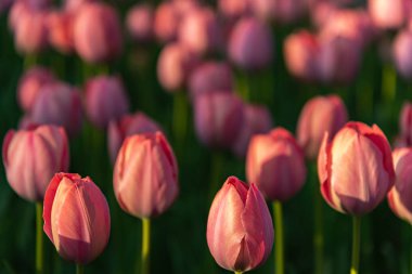 Renkli Lale çiçek alanları.