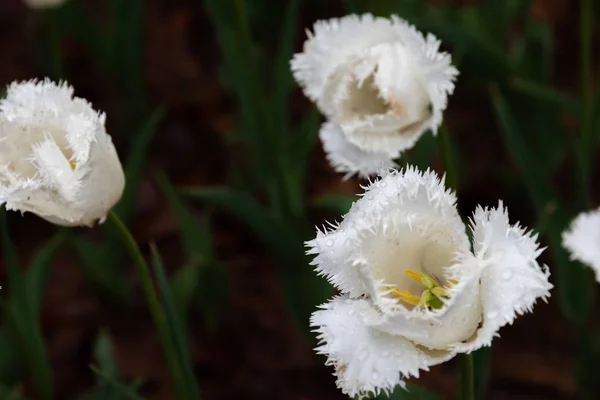 カラフルなチューリップの花畑 — ストック写真