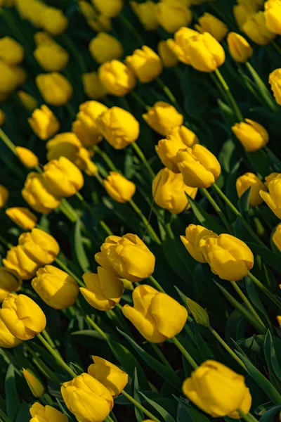 Bunte Tulpenblumenfelder — Stockfoto